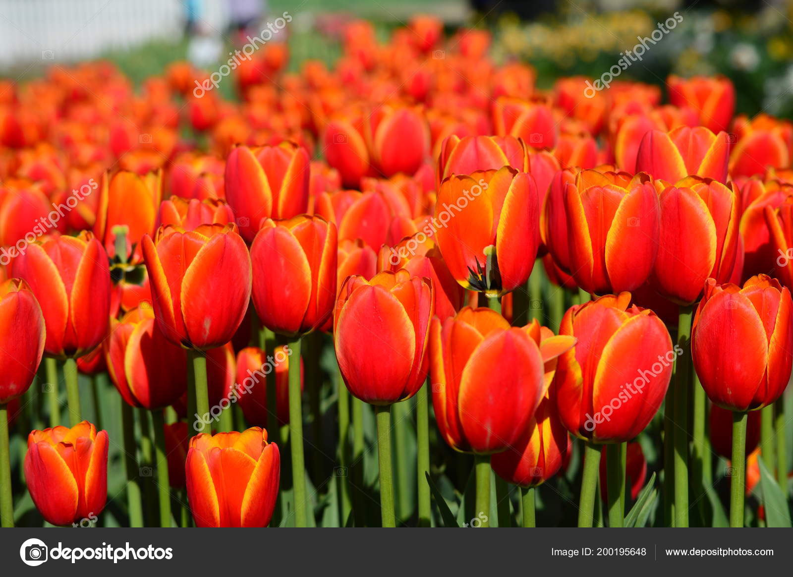 Apeldoorn Elite Tulip Veldheer Tulip Garden Holland Stock Photo