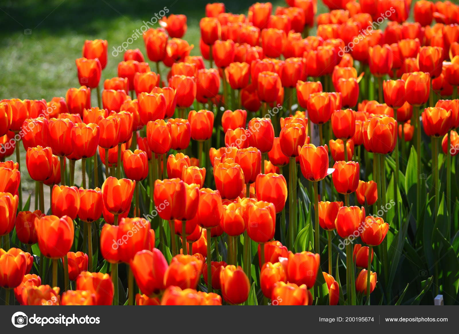 Oxford Elite Tulips Veldheer Tulip Garden Holland Stock Photo