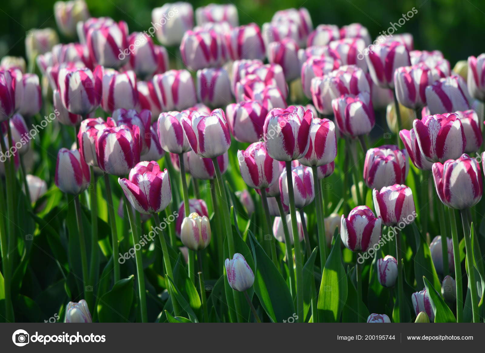 Royal Stream Tulips Veldheer Tulip Garden Holland Stock Photo