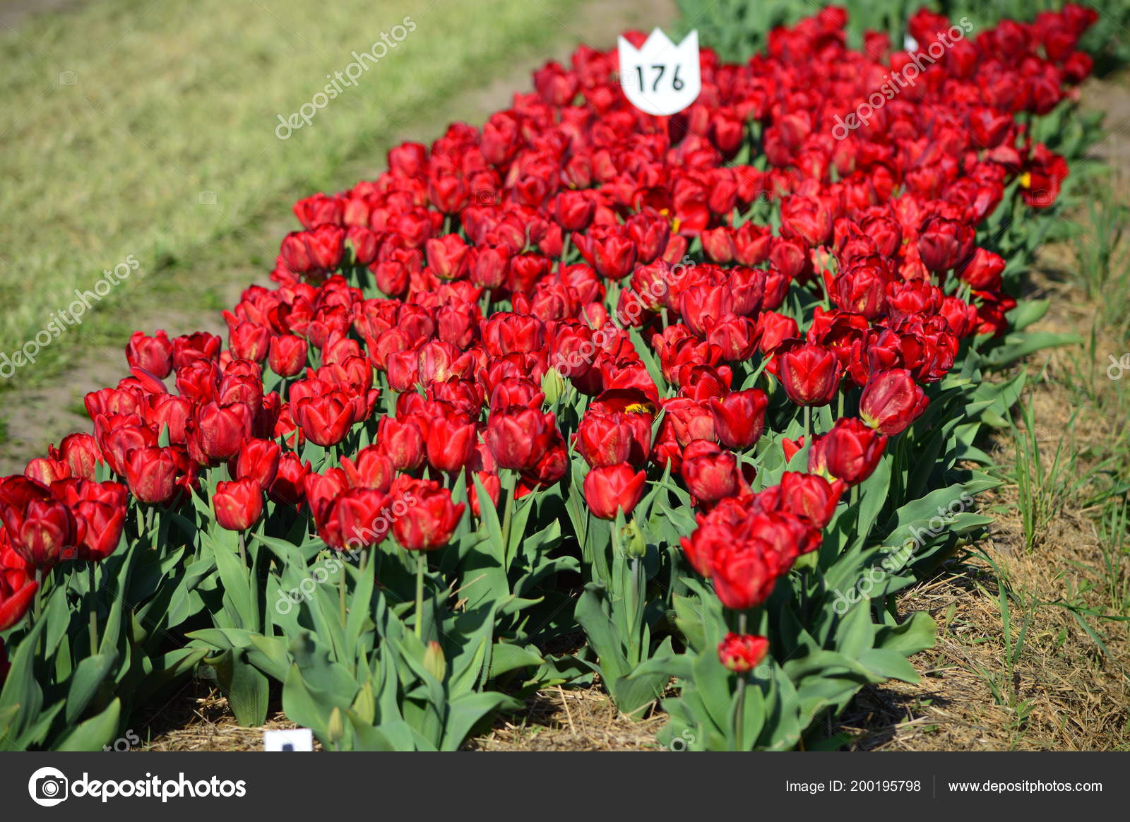 Red Mador Tulip Veldheer Tulip Garden Holland Stock Photo