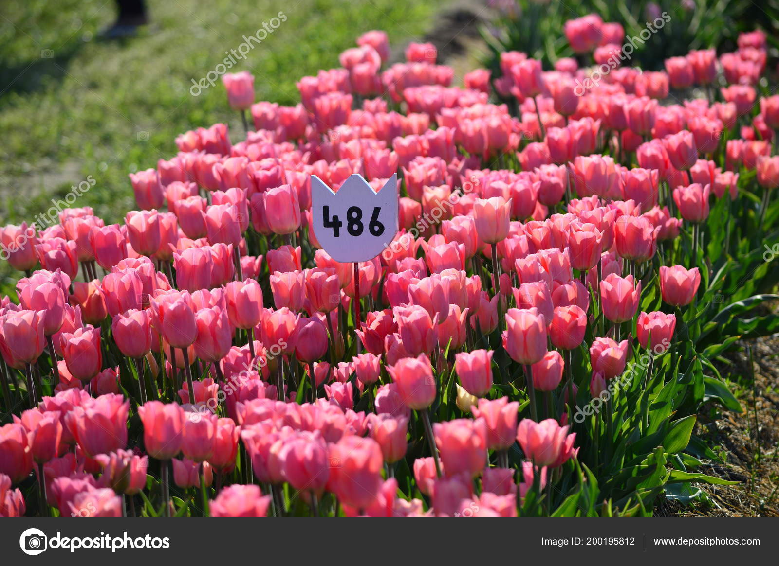 Dreamland Tulip Veldheer Tulip Garden Holland Stock Photo
