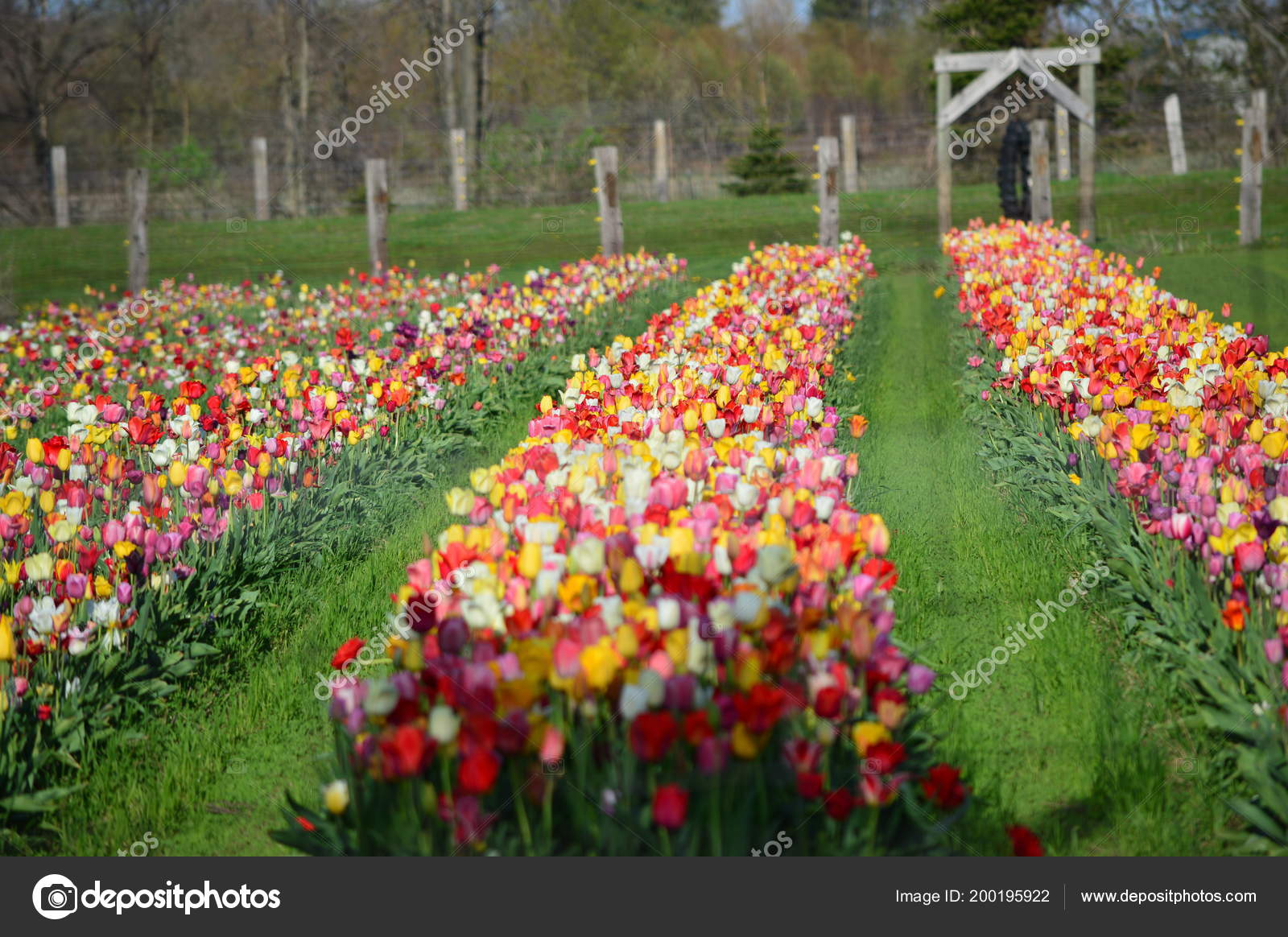 Mixed Tulips Veldheer Tulip Garden Holland Stock Photo