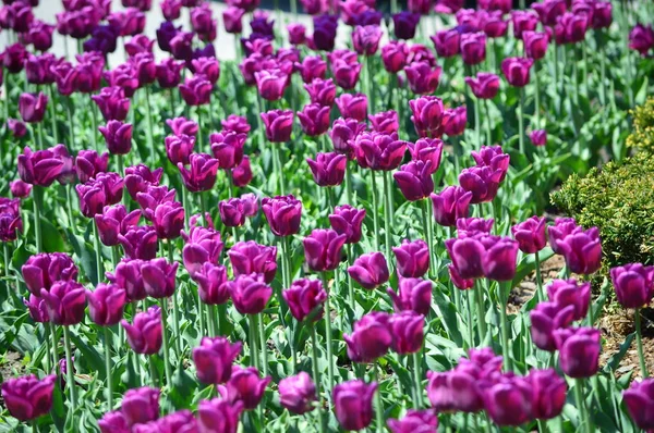 Lila Tulpen Beim Tulip Time Festival Holland Michigan — Stockfoto