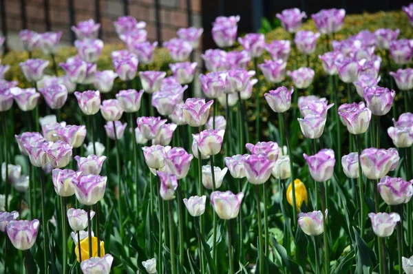 Lila Tulpen Beim Tulip Time Festival Holland Michigan — Stockfoto