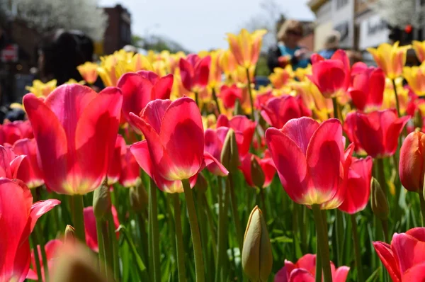 Röda Och Gula Tulpaner Tulip Time Festival Holland Michigan — Stockfoto