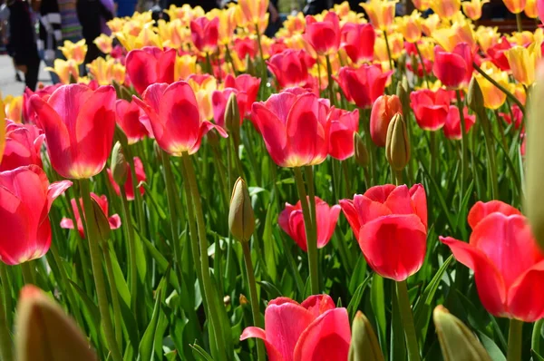 Piros Sárga Tulipán Holland Michigan Tulip Idő Fesztiválon — Stock Fotó