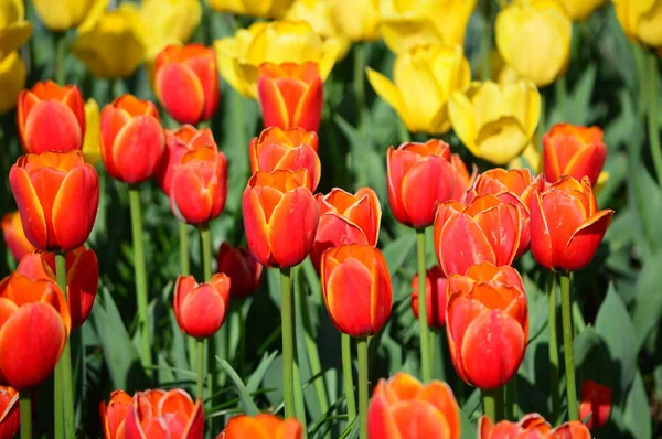 Apeldoorn Elite Tulip Veldheer Tulip Garden — Stockfoto