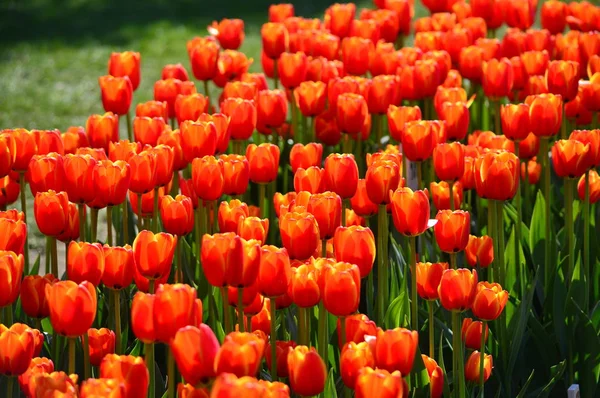 Oxford Elite Tulpen Veldheer Tulip Garden Holland — Stockfoto