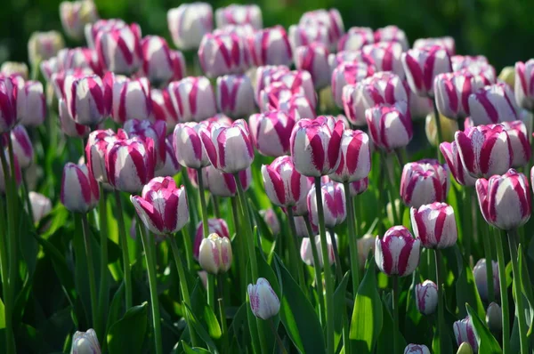 Tulipes Royal Stream Veldheer Tulip Garden Hollande — Photo