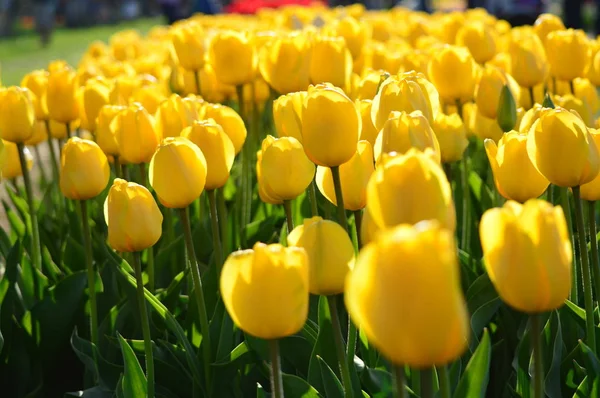 Sarı dalga Tulip Hollanda'da Veldheer lale bahçesinde