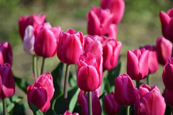 Tulipes Renom Veldheer Tulip Garden Hollande — Photo