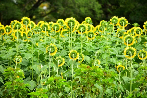 Orange Hybrid Sunflower Field — Stock Photo, Image