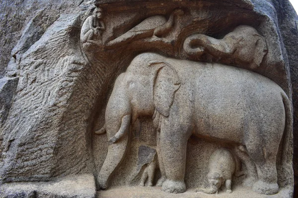 첸나이 Tamilnadu 2018 코끼리의 Gorup를 — 스톡 사진