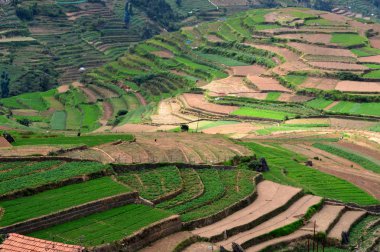Poombarai Köyü yakınındaki Kodaikanal Tamilnadu içinde güzel adım ekimi