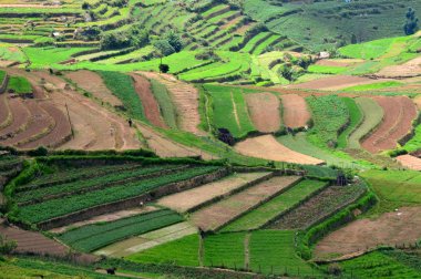 Kodaikanal 'da poombarai Köyü ve teraslanmış tarım