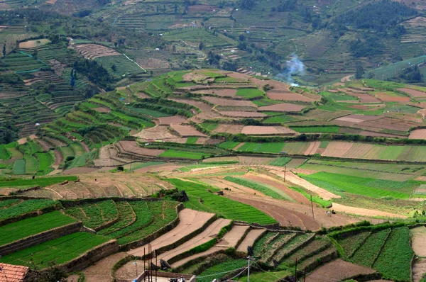 Belo passo de cultivo em Poombarai — Fotografia de Stock