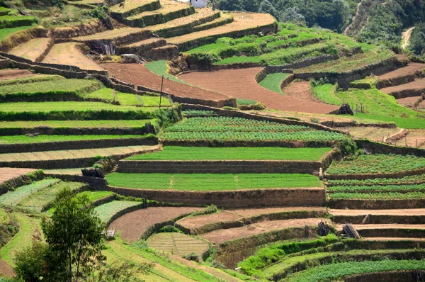 Poombarai Village and terraced farming in Kodaikanal