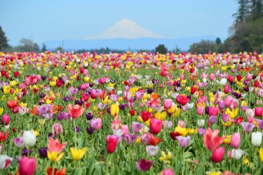 Woodburn Oregon 'da Tahta Ayakkabı Lale Festivali