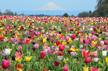 Woodburn Oregon 'da Tahta Ayakkabı Lale Festivali