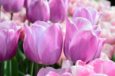 Woodburn Oregon Ahşap Ayakkabı Lale Festivali'nde Pembe Laleler