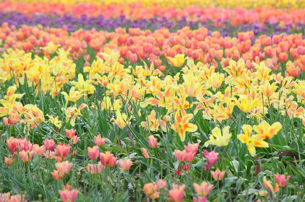Wooden Shoe Tulip Festival in Woodburn Oregon — Stock Photo, Image