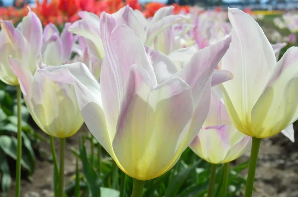 Rosa und weiße Mischtulpen beim Holzschuh-Tulpenfest in Oregano — Stockfoto