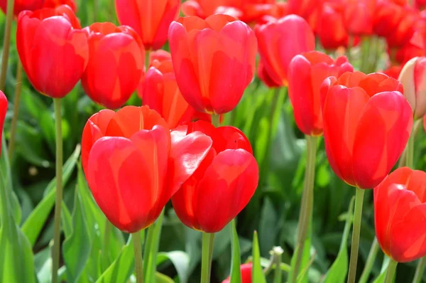 Tulipes rouges au Wooden Shoe Tulip Festival à Woodburn Oregon — Photo