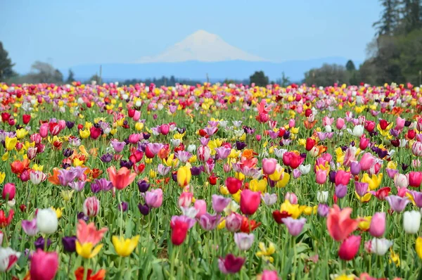 Woodburn Oregon 'da Tahta Ayakkabı Lale Festivali