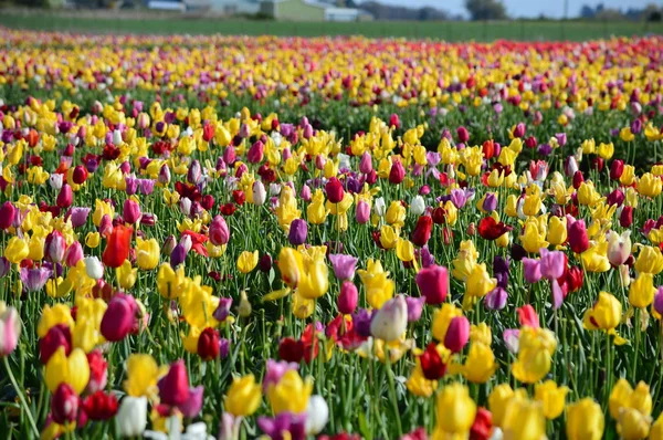Фестиваль тюльпанов в Вудберне, Орегон — стоковое фото