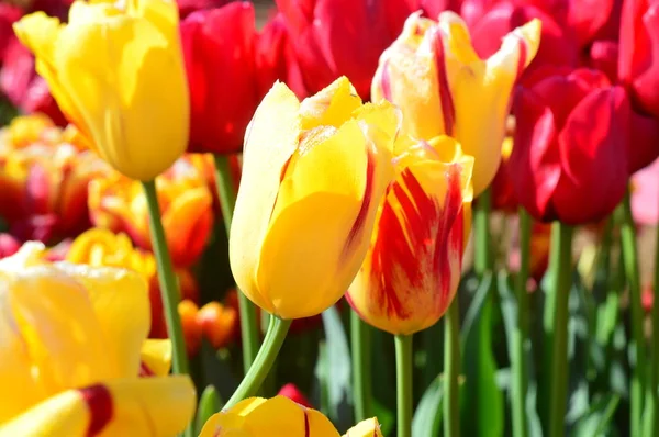 Tulipes jaunes au Wooden Shoe Tulip Festival à Woodburn Oregon — Photo