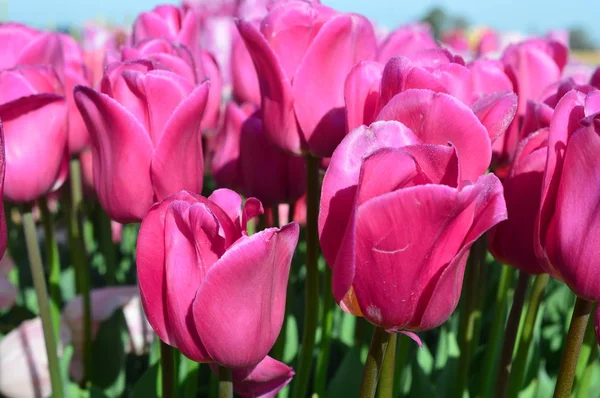 Tulipes roses au Wooden Shoe Tulip Festival à Woodburn Oregon — Photo