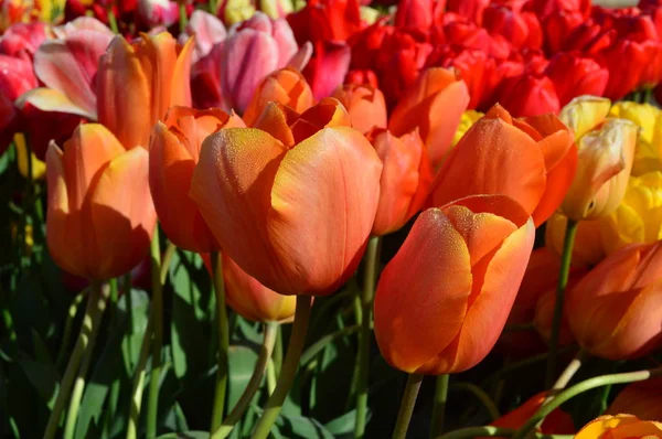 Orangefarbene Tulpen beim Holzschuh-Tulpenfest in Holzofen — Stockfoto