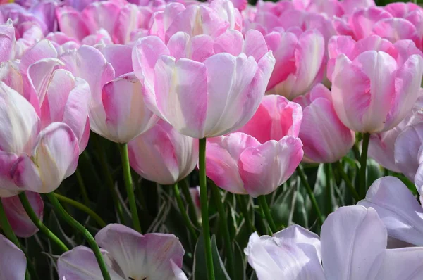 Pinkfarbene Tulpen beim Holzschuh-Tulpenfest in Holzofen — Stockfoto