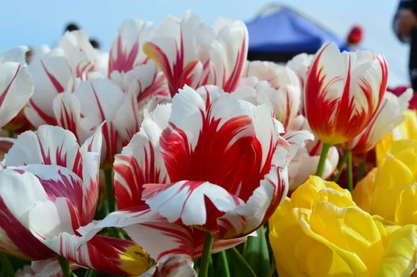 Blandade tulpaner på trä sko Tulip Festival i Woodburn Oregon — Stockfoto
