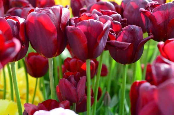 Tulipes rouges au Wooden Shoe Tulip Festival à Woodburn Oregon — Photo