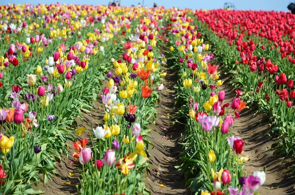Wooden Shoe Tulip Festival in Woodburn Oregon — Stock Photo, Image