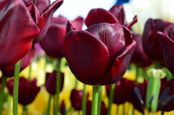 Vegyes tulipánok a fából készült cipő Tulip fesztivál Woodburn Oregon Stock Fotó