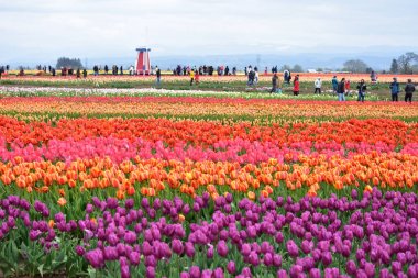 Woodburn, Oregon, Usa - 14 Nisan 2018 Woodburn Oregon 'da Lale Festivali