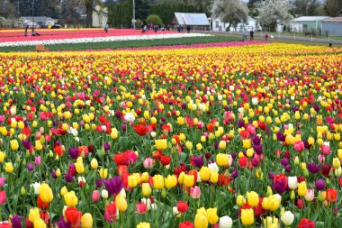 Woodburn, Oregon, Usa - 14 Nisan 2018 Woodburn Oregon 'da Lale Festivali