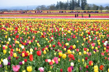 Woodburn, Oregon, Usa - 14 Nisan 2018 Woodburn Oregon 'da Lale Festivali