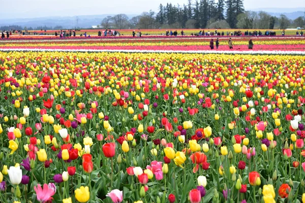 Woodburn, Oregon, Usa - 14 Nisan 2018 Woodburn Oregon 'da Lale Festivali