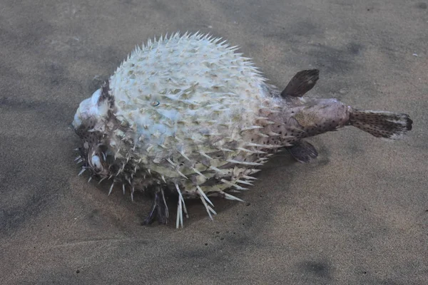 Kirpi denizatı (Hipokampus spinosissimus) - Syngnathidae familyasından bir balık türü