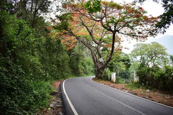 Munnar do Bodinayakanur Road Trip kolorowe drzewa — Zdjęcie stockowe