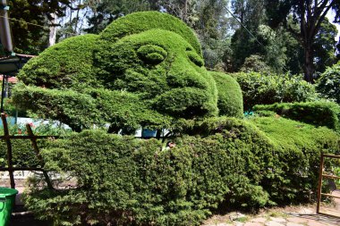 Çiçek şovunda renkli çiçekler Kodaikanal Tamil Nadu, Hindistan