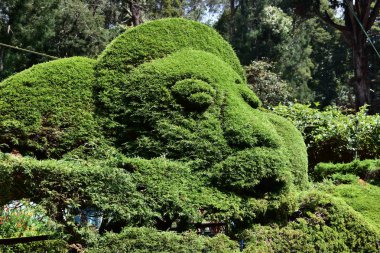 Çiçek şovunda renkli çiçekler Kodaikanal Tamil Nadu, Hindistan
