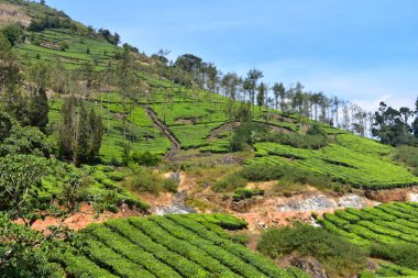 Meghamalai Yüksek Dalgalı Dağlar - Gizli Cennet