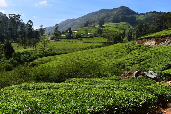 Meghamalai High Wavy Mountains - Il Paradiso Nascosto — Foto Stock