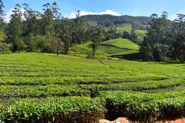 Meghamalai High Wavy Mountains - Il Paradiso Nascosto — Foto Stock