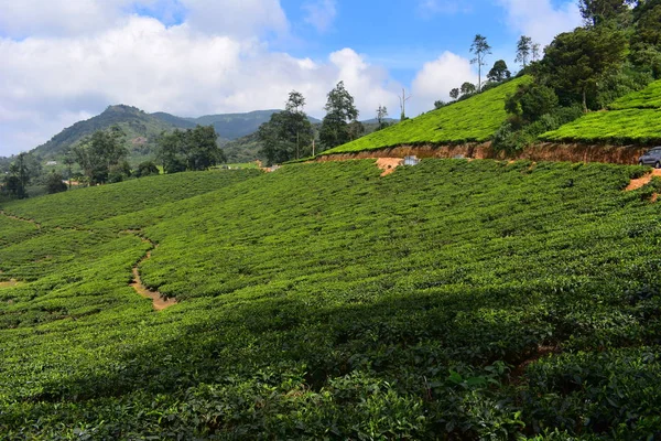 Meghamalai High Wavy Mountains - Il Paradiso Nascosto — Foto Stock