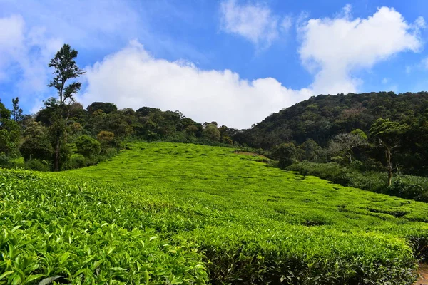 Meghamalai High Wavy Mountains - Il Paradiso Nascosto — Foto Stock